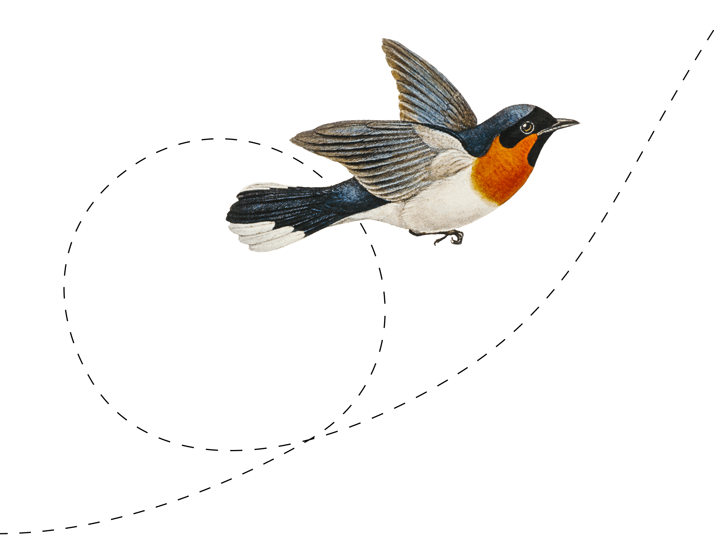 flight-path-on-transparent-b